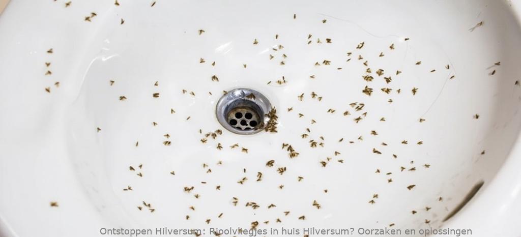 Rioolvliegjes in huis Hilversum? Oorzaken en oplossingen